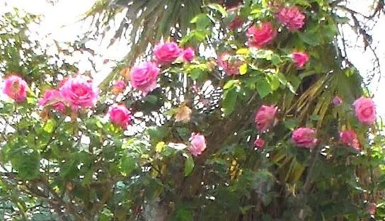 דירה Riviera West Durres Tirana Sea Side